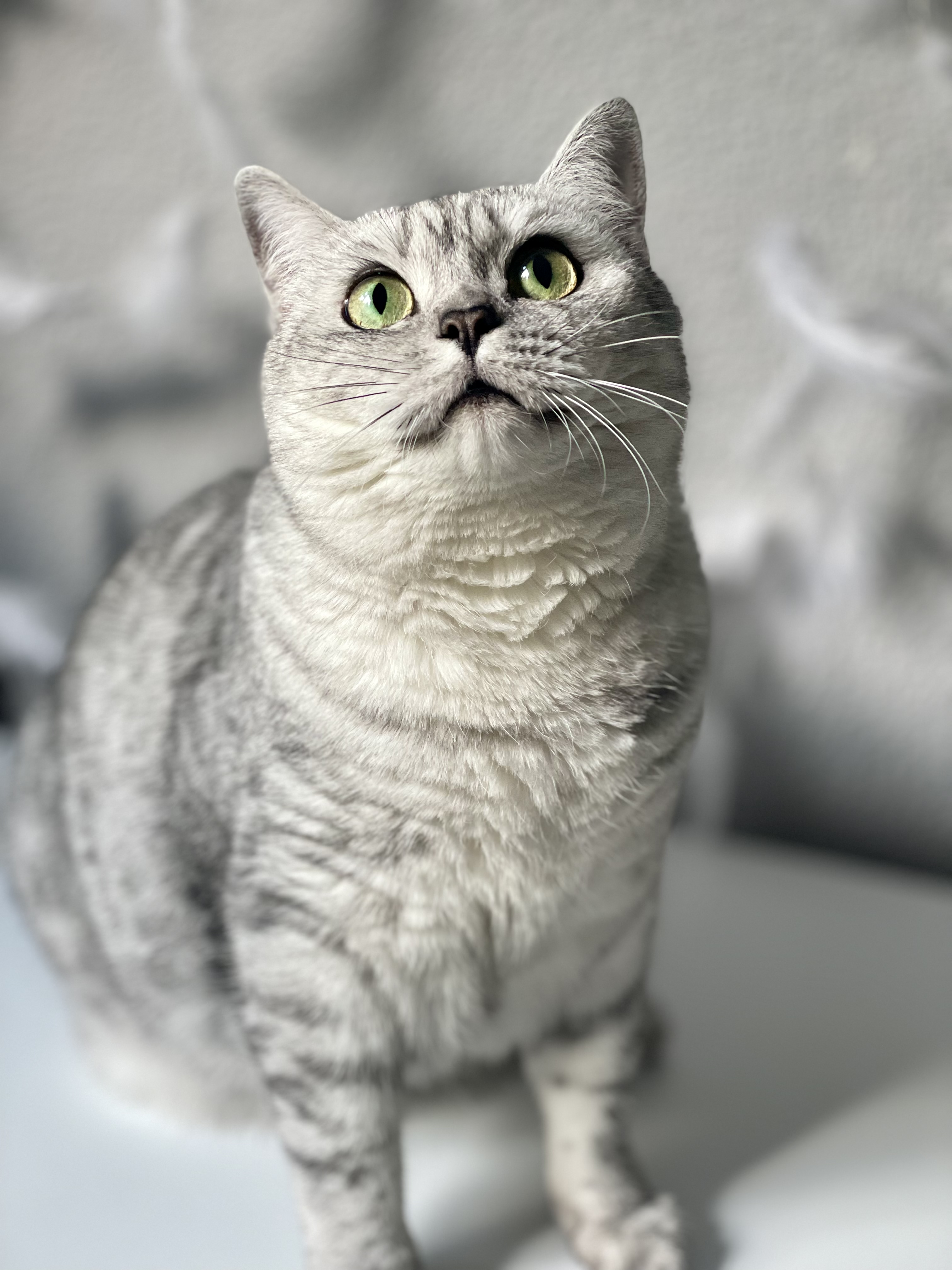the.purrincess.diaries